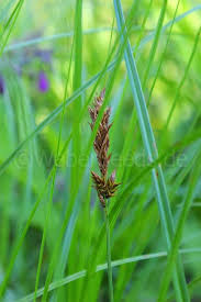 Attēlu rezultāti vaicājumam “Carex vulpina”