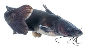 Image result for Ictalurus furcatus