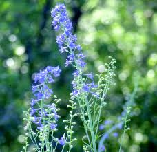 Image result for Delphinium