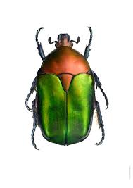 Attēlu rezultāti vaicājumam “Potosia cuprea imago”