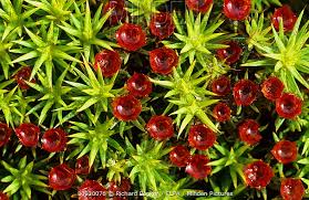 Attēlu rezultāti vaicājumam “Polytrichum juniperinum”