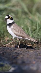 Attēlu rezultāti vaicājumam “Charadrius dubius”