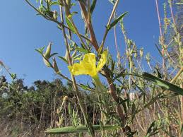 Attēlu rezultāti vaicājumam “Onagraceae”