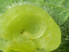 Attēlu rezultāti vaicājumam “Euura pedunculi”