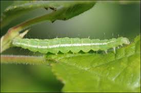 Attēlu rezultāti vaicājumam “Ypsolopha asperella”