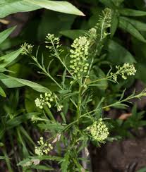 Attēlu rezultāti vaicājumam “Lepidium densiflorum flower”