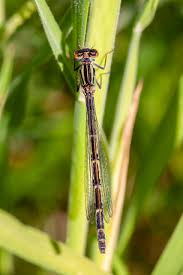 Attēlu rezultāti vaicājumam “Enallagma cyathigerum female”
