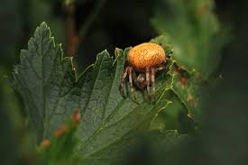 Attēlu rezultāti vaicājumam “Araneus marmoreus”