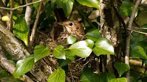 Attēlu rezultāti vaicājumam “Turdus philomelos nest”