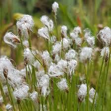 Attēlu rezultāti vaicājumam “Trichophorum alpinum fruit”