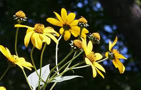 Attēlu rezultāti vaicājumam “Helianthus tuberosus flower”