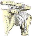 Ligaments of the <b>shoulder</b>
