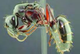 Attēlu rezultāti vaicājumam “Camponotus herculeanus”