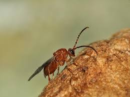 Attēlu rezultāti vaicājumam “Biorhiza pallida”