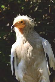 Image result for Pernis apivorus