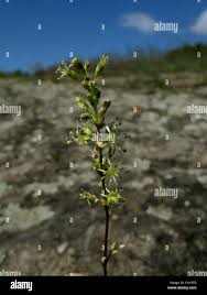 Attēlu rezultāti vaicājumam “Silene otites”