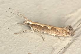 Attēlu rezultāti vaicājumam “Plutellidae”