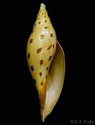 Attēlu rezultāti vaicājumam “Badhamia dubia sessile”