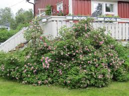 Attēlu rezultāti vaicājumam “Rosa majalis”