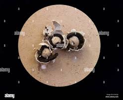 Attēlu rezultāti vaicājumam “Diderma radiatum young”