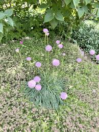 Attēlu rezultāti vaicājumam “Armeria vulgaris leaf”