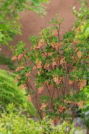 Attēlu rezultāti vaicājumam “Enkianthus campanulatus”