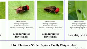 Attēlu rezultāti vaicājumam “Platypezidae”