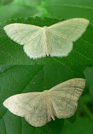 Attēlu rezultāti vaicājumam “Scopula floslactata imago”