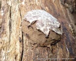 Attēlu rezultāti vaicājumam “Enteridium olivaceum”