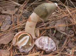 Attēlu rezultāti vaicājumam “Phallus impudicus”
