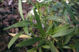 Attēlu rezultāti vaicājumam “Lobularia maritima”