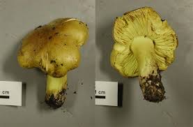 Attēlu rezultāti vaicājumam “Tricholoma flavovirens”