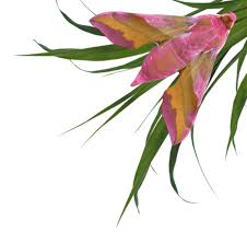 Attēlu rezultāti vaicājumam “Lithomoia solidaginis”