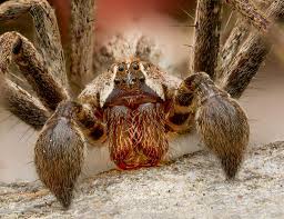 Attēlu rezultāti vaicājumam “Pisaura mirabilis cocoon”