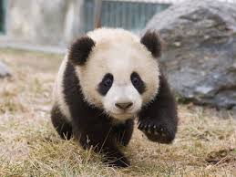 Image result for pandas