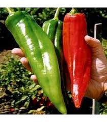 Afbeeldingsresultaat voor numex chimayo hot pepper