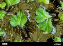 Attēlu rezultāti vaicājumam “Ricciocarpos natans”