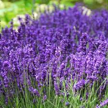 Image result for Lavendel