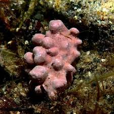 Attēlu rezultāti vaicājumam “Gymnostomum calcareum macro”