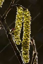 Attēlu rezultāti vaicājumam “Corylus avellana male flower”