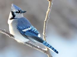 Image result for Bird