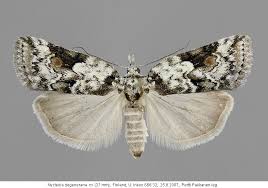 Attēlu rezultāti vaicājumam “Nycteola degenerana”