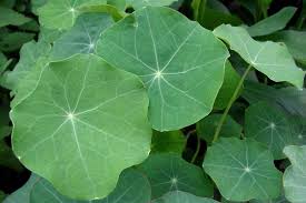 Attēlu rezultāti vaicājumam “Tropaeolum majus bud”