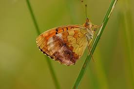 Attēlu rezultāti vaicājumam “Brenthis daphne upperside”