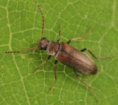 Attēlu rezultāti vaicājumam “Melandryidae”