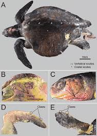 Image result for Lepidochelys olivacea