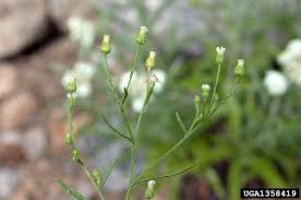 Attēlu rezultāti vaicājumam “Erigeron canadensis”