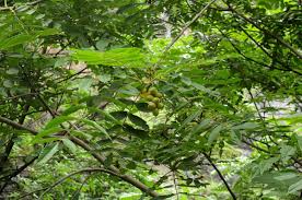 Attēlu rezultāti vaicājumam “Juglans mandshurica”