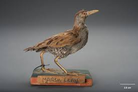 Image result for Porzana pusilla