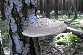 Attēlu rezultāti vaicājumam “Piptoporus betulinus”